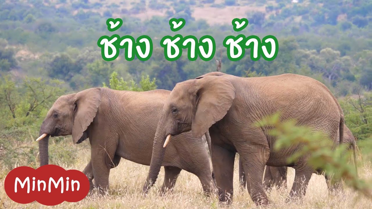 เพลงช้าง เพลงเด็กอนุบาลสุดฮิต แสนสนุก พร้อมเนื้อร้อง