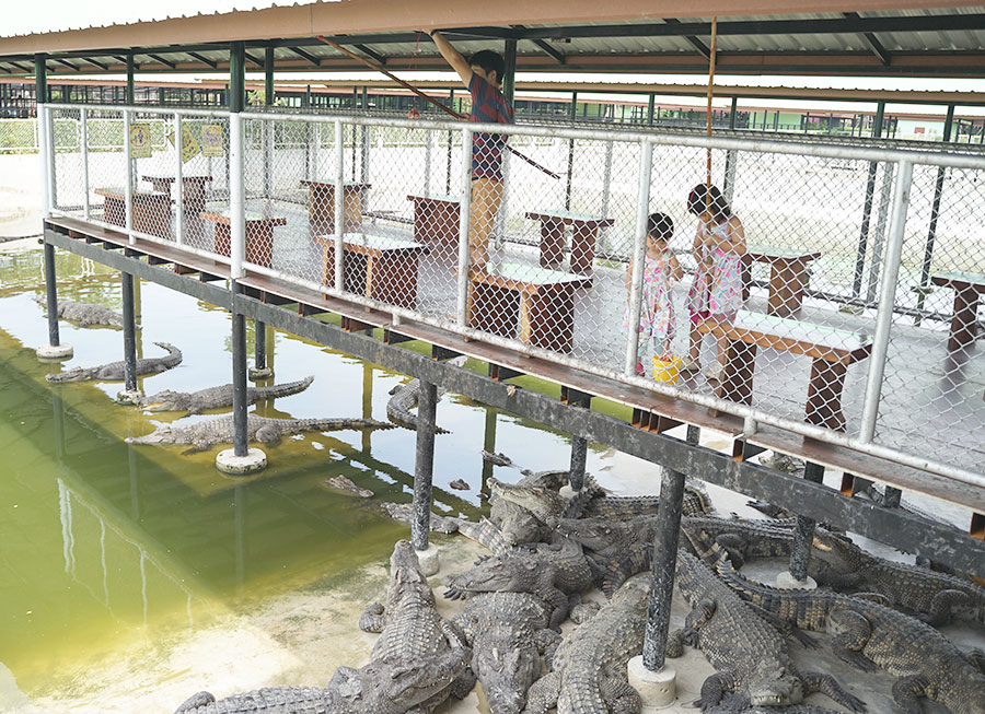 Sriayuthaya Lion Park ศรีอยุธยา ไลอ้อน ปาร์ค