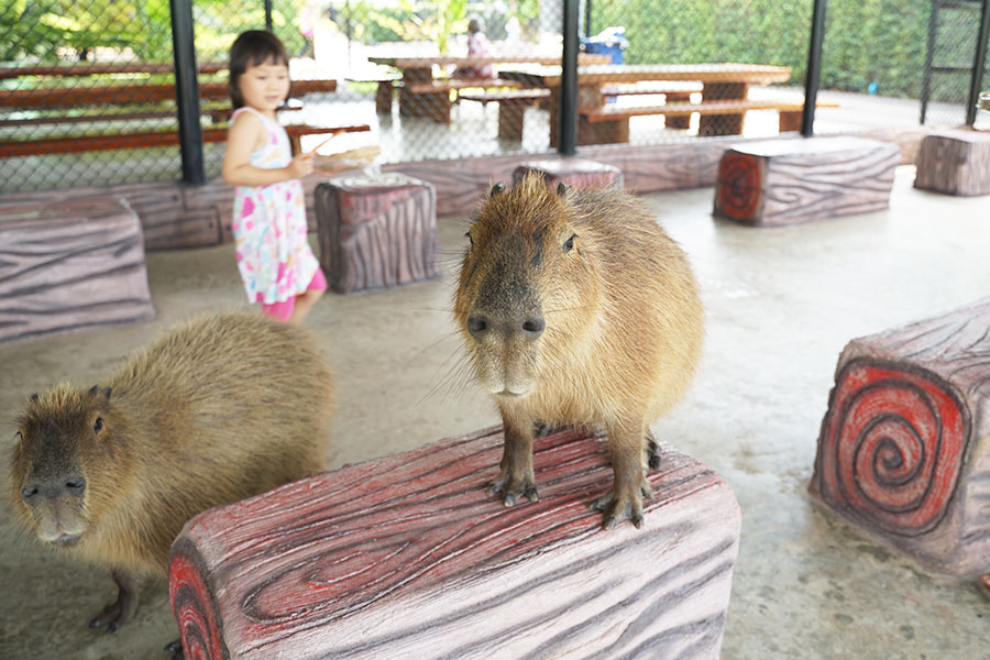 Sriayuthaya Lion Park ศรีอยุธยา ไลอ้อน ปาร์ค