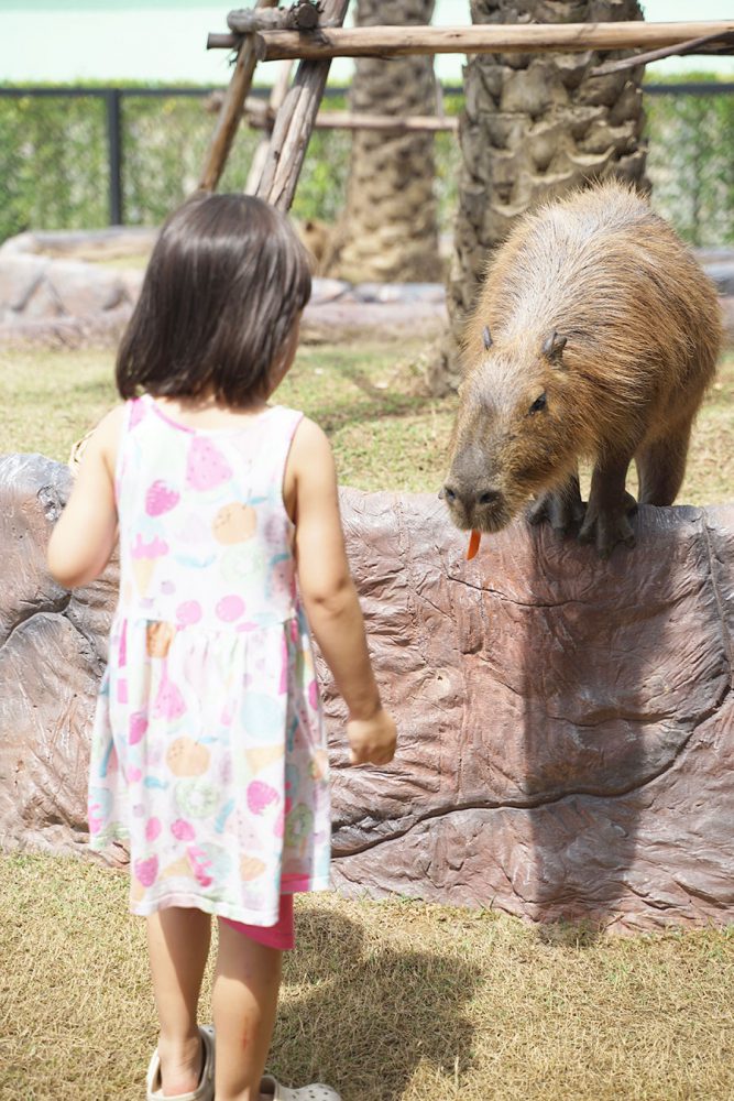 Sriayuthaya Lion Park ศรีอยุธยา ไลอ้อน ปาร์ค