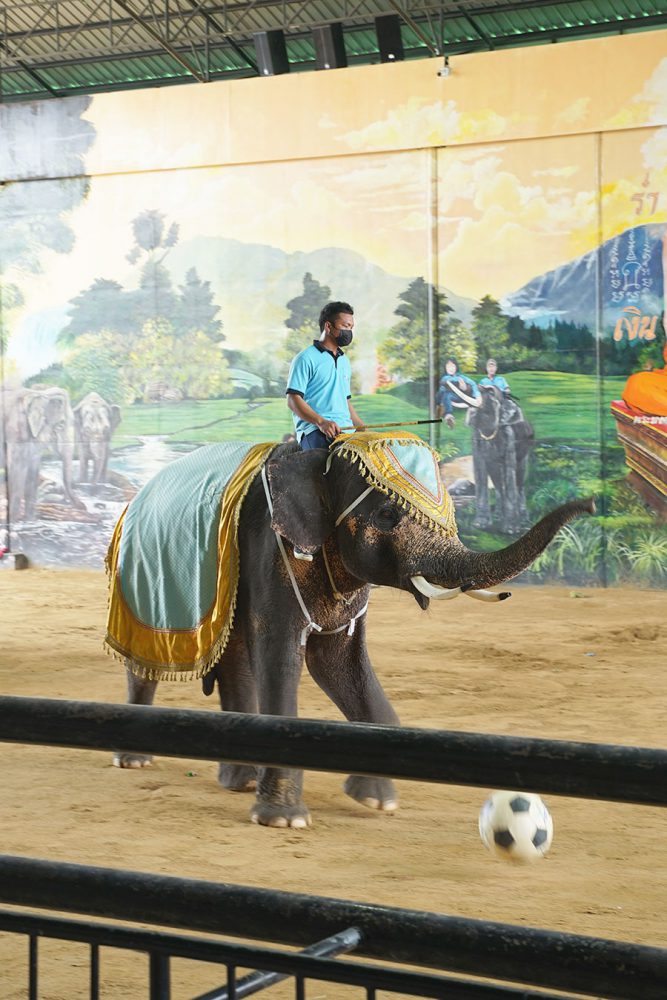 Sriayuthaya Lion Park ศรีอยุธยา ไลอ้อน ปาร์ค