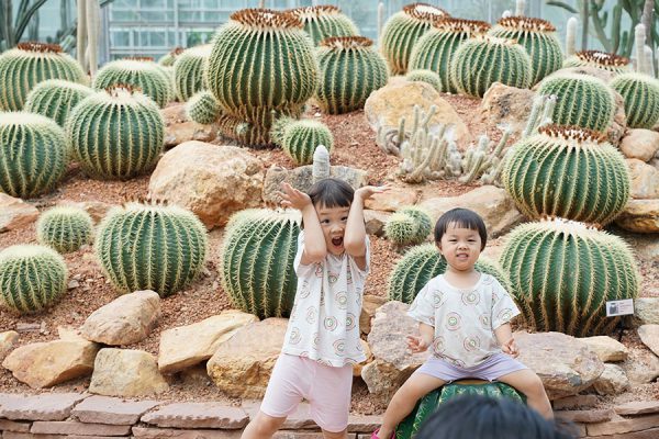 สวนพฤกษศาสตร์สมเด็จพระนางเจ้าสิริกิติ์ เชียงใหม่